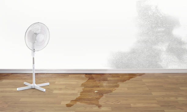 Best Professional water damage repair  in Merriam, KS